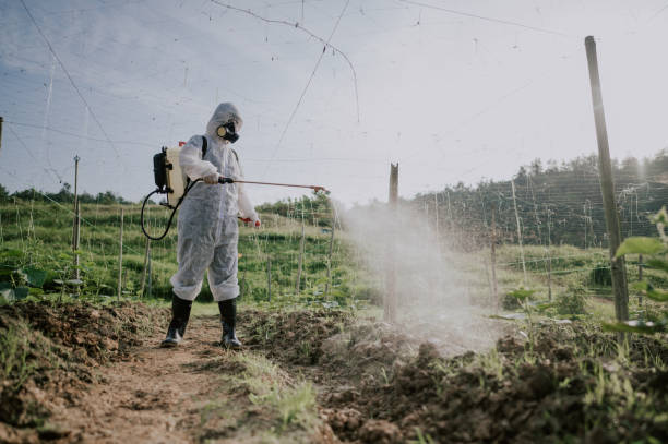 Best Local Pest Control Services  in Longmont, CO
