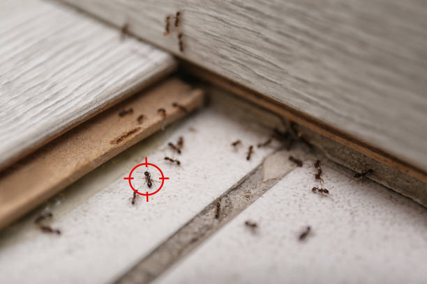 Longmont, CO Pest Control Company