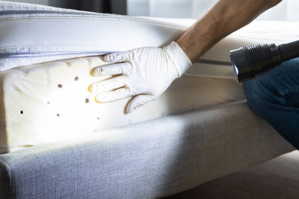 Best Pest Removal Services  in Longmont, CO