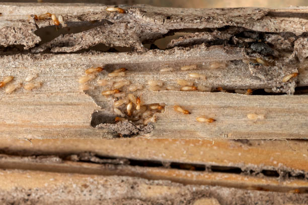 Best Best Pest Control Companies  in Longmont, CO